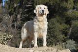 GOLDEN RETRIEVER 538